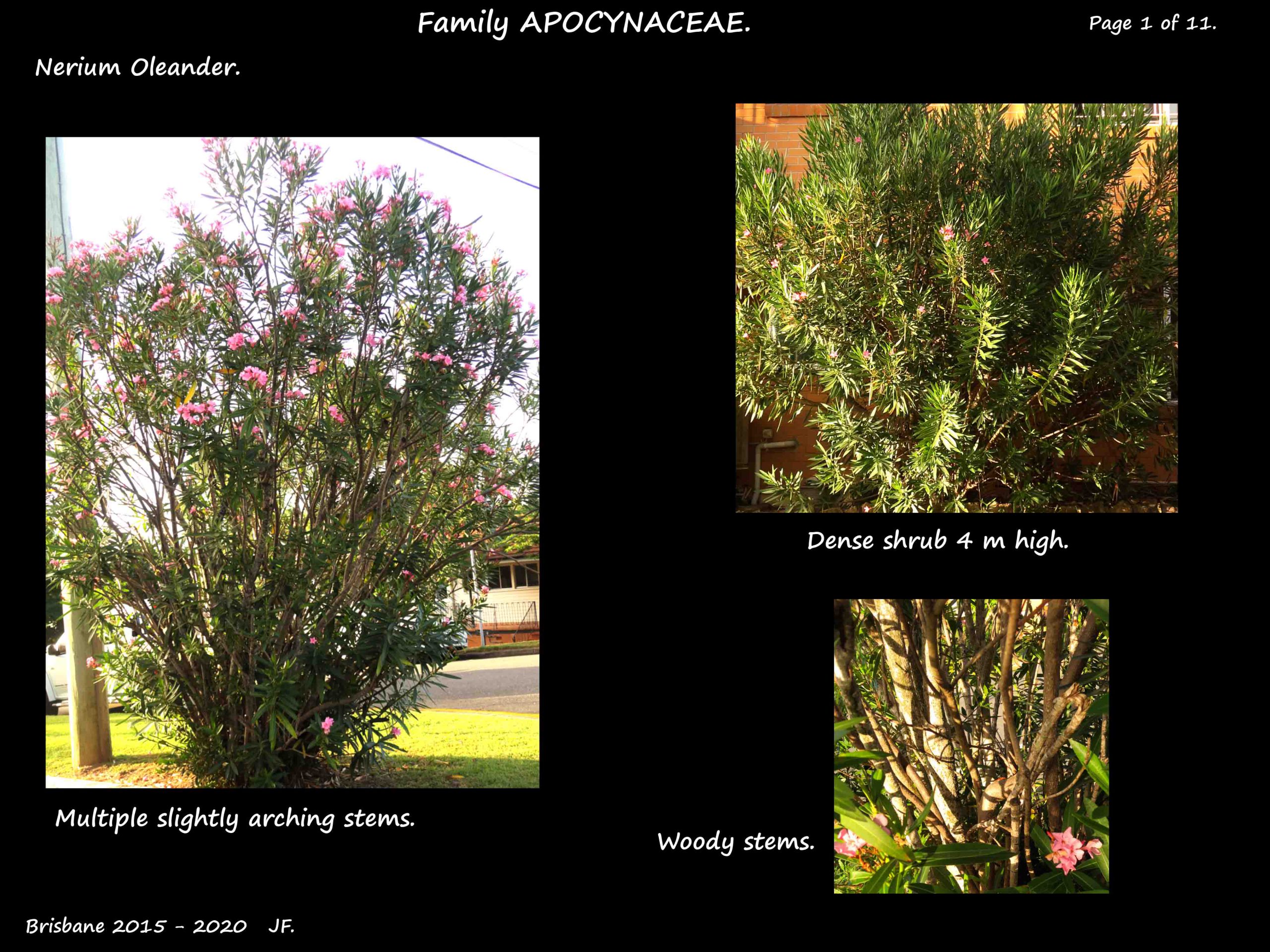 1 Nerium oleander shrubs